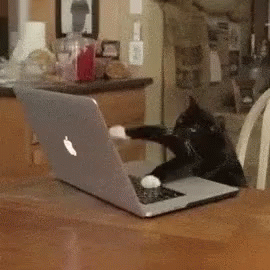 CatWorkItGIF.gif
